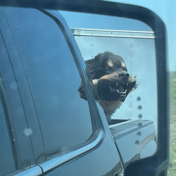 Meet your Posher, Sav - Picture 2 of 3